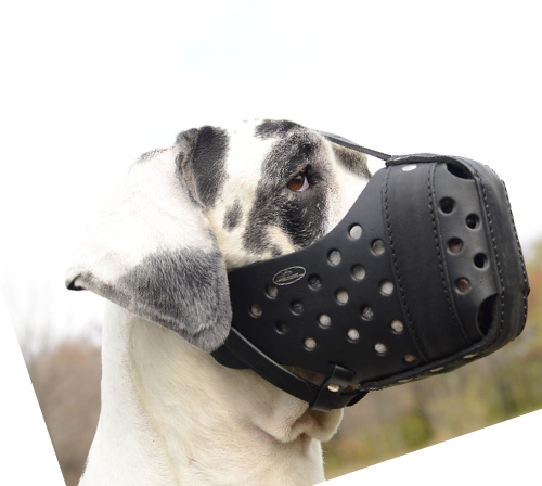 Deutsche Dogge | Beißkorb | Ledermaulkorb für Angriffsarbeit - zum Schließen ins Bild klicken