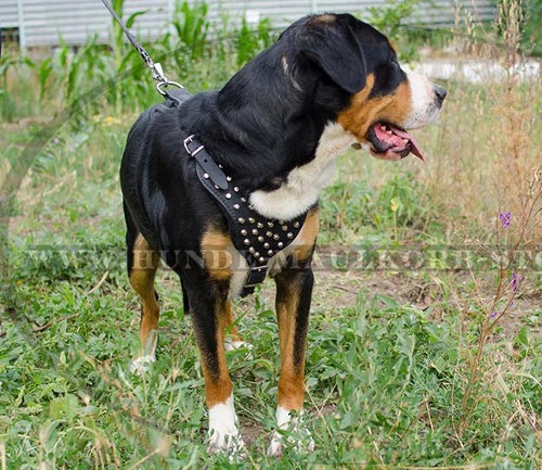 Sennenhund Geschirr | Geschirr für Großen Schweizen Sennenhund - zum Schließen ins Bild klicken
