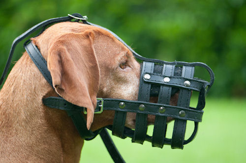 Bloodhound Maulkorb aus Leder