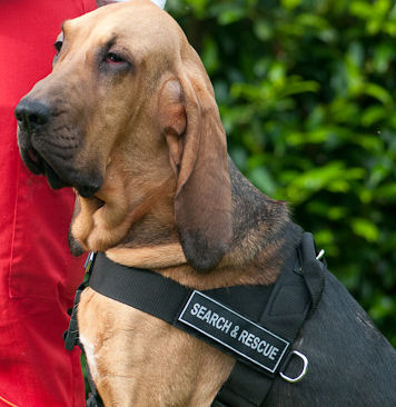 Bessere Kontrolle Allwetter Geschirr für Bloodhound