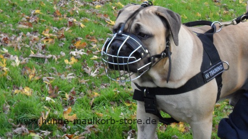 Drahtmaulkorb für Boerboel Mastiff, universelle Lösung! - zum Schließen ins Bild klicken