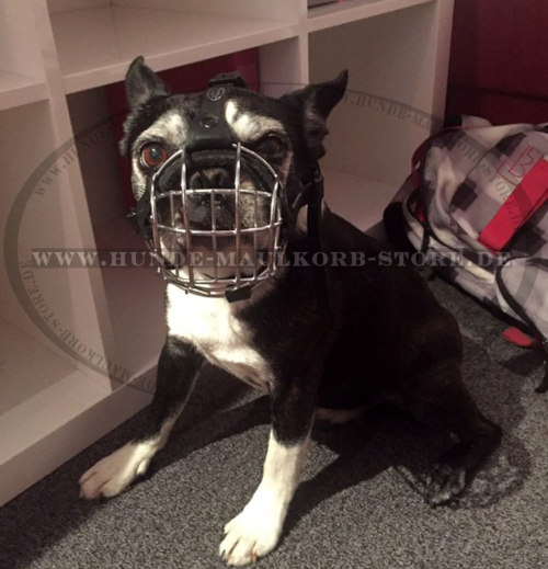 Boston Terrier Draht Maulkorb für Kurzschnauze Hund - zum Schließen ins Bild klicken