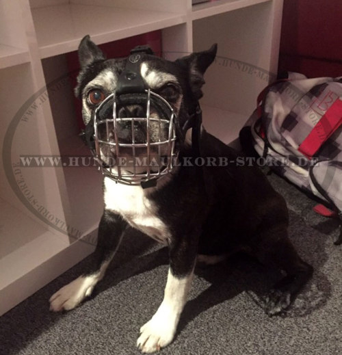 Boston Terrier Draht Maulkorb für Kurzschnauze Hund