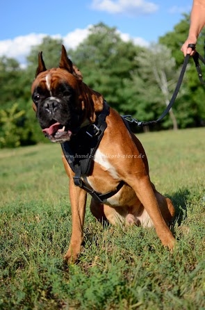 Hundegeschirr aus Leder für Deutscher Boxer