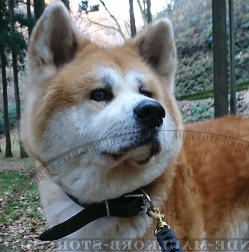 Extra breites Hund Halsband für Akita Inu - zum Schließen ins Bild klicken