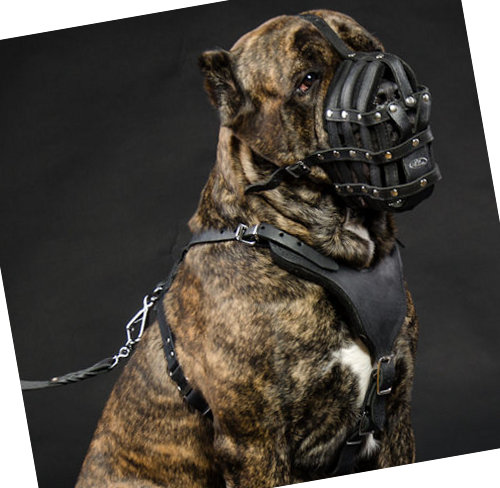 Maulkorb Leder für Cane Corso | Ledermaulkorb Perfekte Lüftung