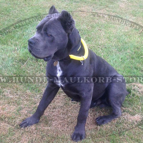 Cane Corso Hundehalsband Nylon mit Handschlaufe