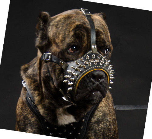 dog muzzle leather for Cane Corso