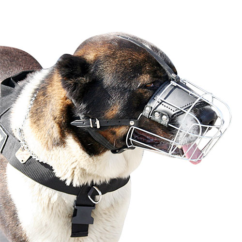 Wire dog muzzle for Kaukazian Ovcharka