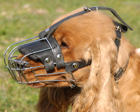 Cocker Spaniel feels and looks great with this Cage Muzzle 