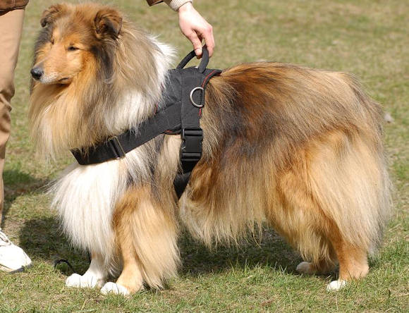 Allwetter-Hundegeschirr aus Nylon H6 für Collie