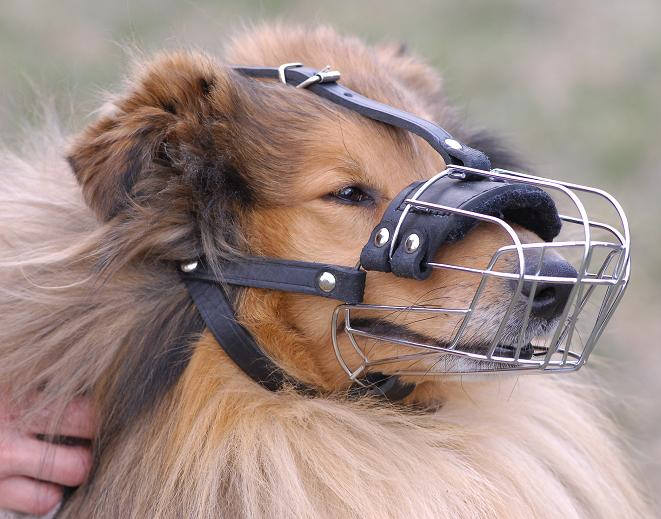 Drahtmaulkorb für Collie