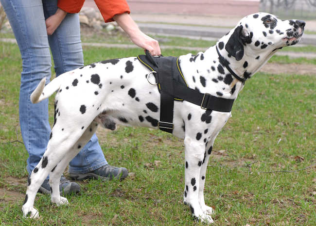 Allwetter-Hundegeschirr aus Nylon K9 für Dalmatian