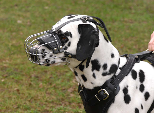 Dalmatian - Beste Hunde Maulkörbe