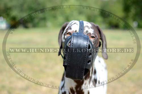 leather muzzle for attack by Dalmatian