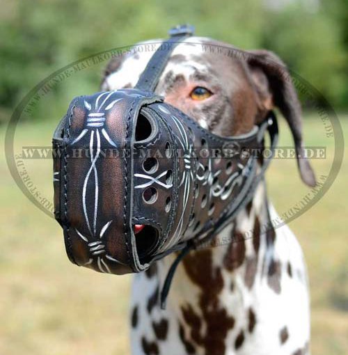 Exclusive muzzle for Dalmatian