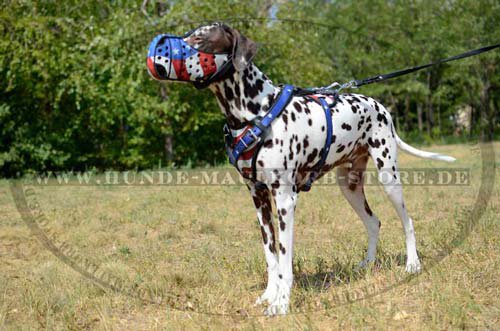 Dalmatian K9 Harness with muzzle in USA Design