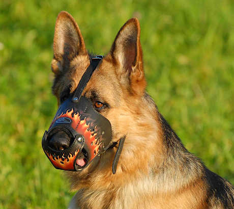 Painted leather dog muzzle