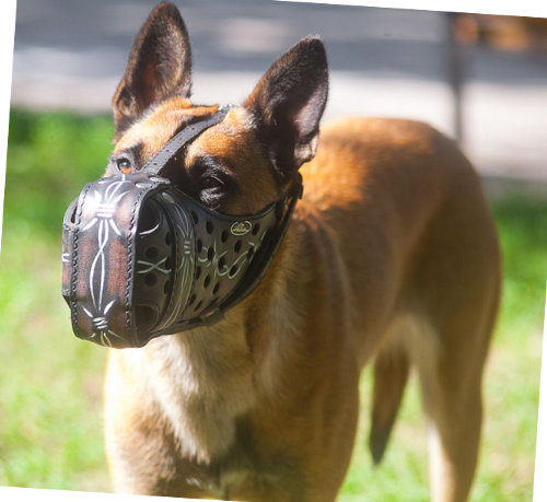 Malinois designer leather muzzle