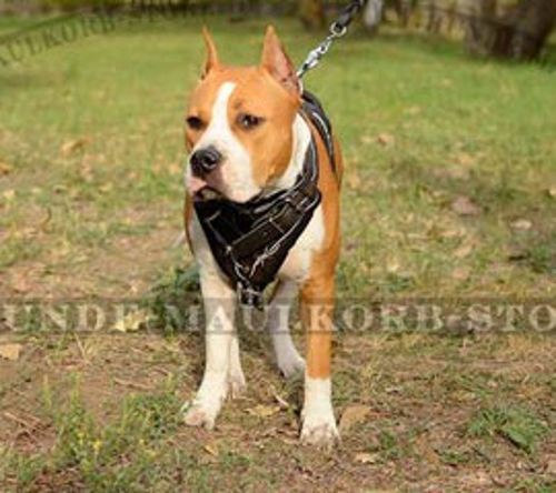 Amstaff ledernes Geschirr mit Stacheldraht Muster - zum Schließen ins Bild klicken