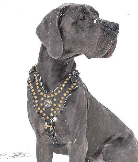 Great Dane Royal Dog Studded Leather Harness H11