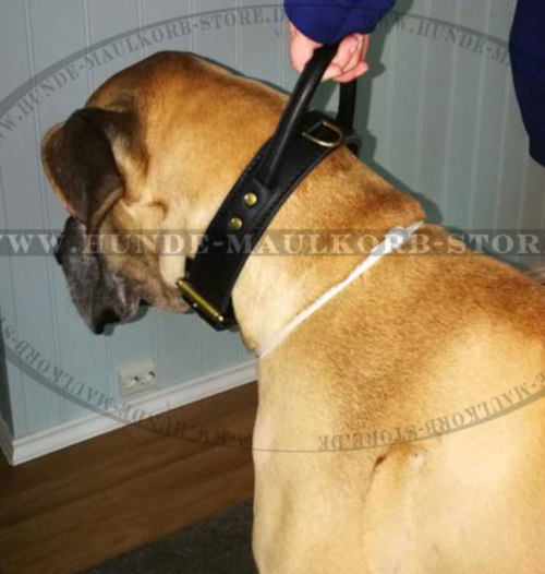 Deutsche Dogge Training Halsband mit Handschlaufe