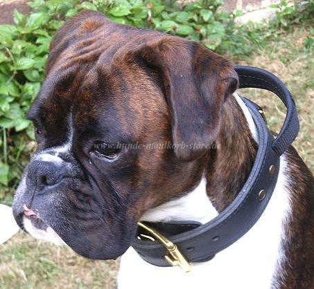 Boxer Hundehalsband aus Leder mit Schlaufe, Bestseller - zum Schließen ins Bild klicken