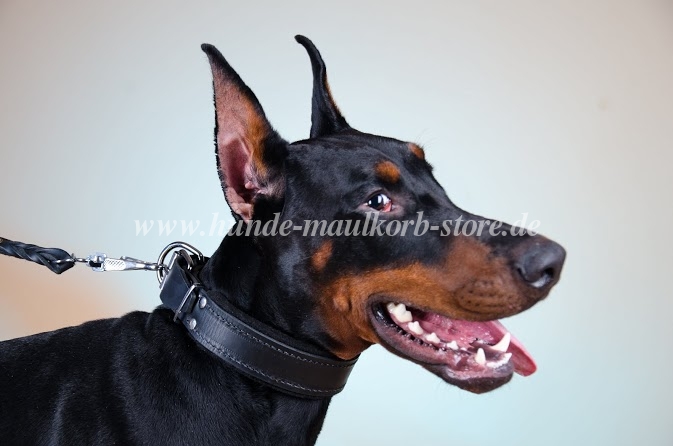 Dobermann Halsband Gepolstert, Halsband K9 für Diensthunde