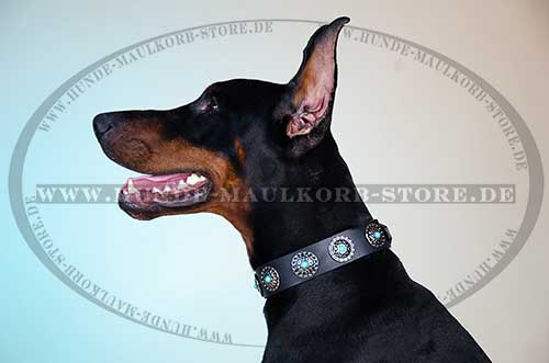 Doberman Dog Collar 2013