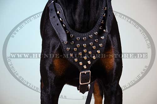 Doberman Dog Harness Exclusive 
