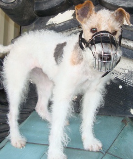 Wire Dog Muzzle for Wire-haired Fox Terrier Comfy and Durable