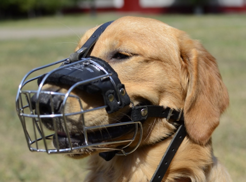 Drahtmaulkorb für Golden Retriever Bestes Angebot 2020 - zum Schließen ins Bild klicken