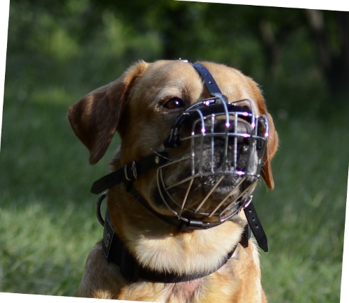 Bullmastiff Drahtmaulkorb