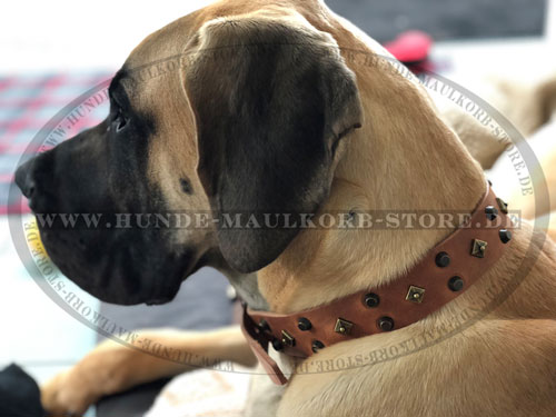 Exklusives Hundehalsband für Deutsche Dogge - zum Schließen ins Bild klicken