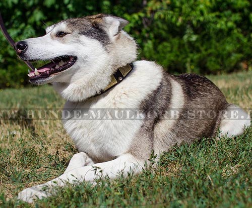 Fettlederhalsband für Husky und West-Sibirische Laika