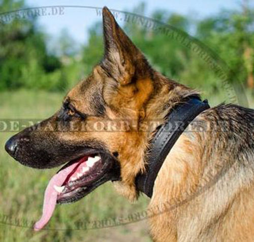 Gepostertes Lederhasband für Deutschen Schäferhund