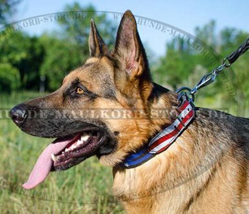 Deutscher Schäferhund USA-Fan Halsband