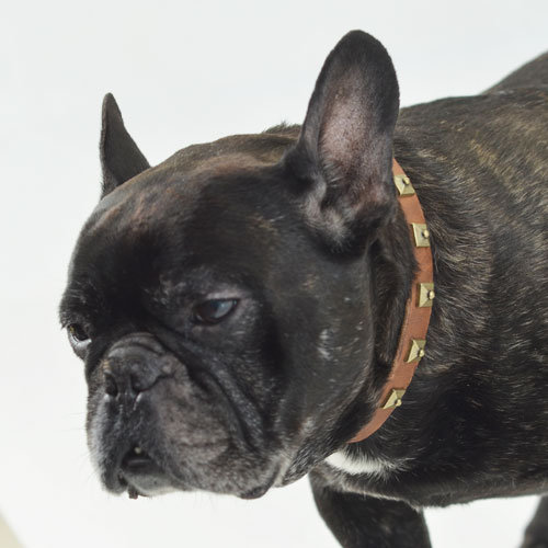 Fr. Bulldog Collar Exclusive 