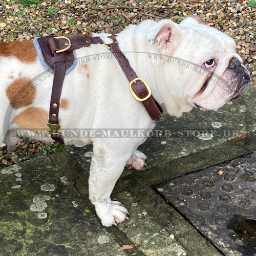 Englische Bulldogge Geschirr aus Leder extra leicht