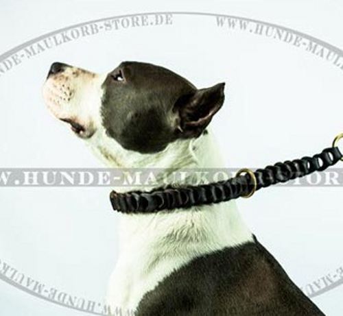 Trainingshalsband geflochten aus Leder für Amstaff - zum Schließen ins Bild klicken