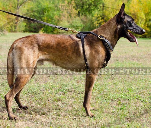 Geschirr aus Leder mit golden Nieten für Malinois