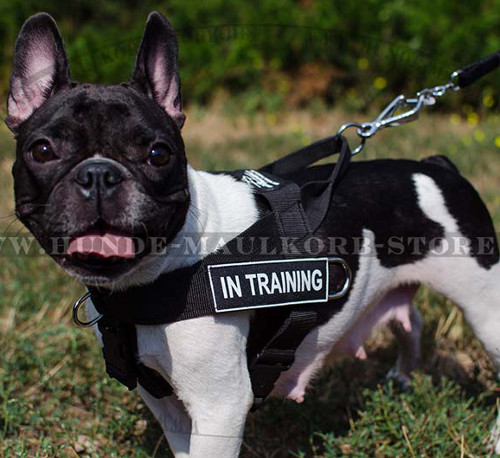 Geschirr für Hunderasse Französische Bulldogge ☀ ☔ ☃ - zum Schließen ins Bild klicken