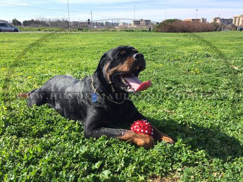 Quitschies für großen Hund Rottweiler und anderen Großhund