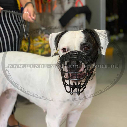 Hundebeißkorb gummiert für American Bulldog
