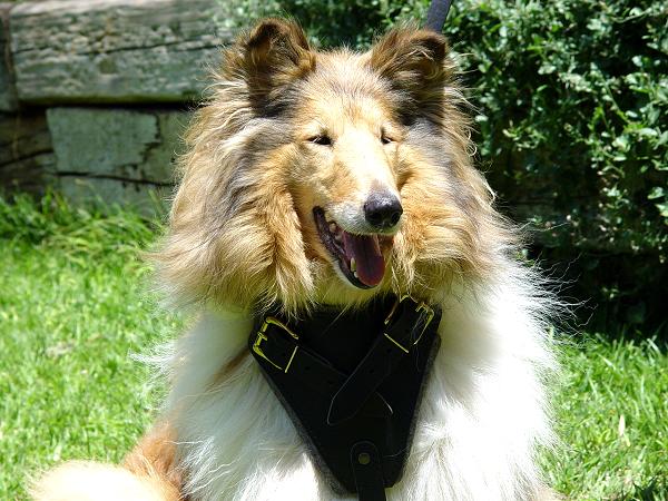 Hetz- Hundegeschirr aus Leder für Collie - zum Schließen ins Bild klicken