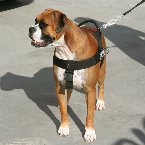 Boxer dog nylon harness DE