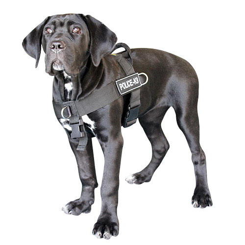 K9 Geschirr Nylon für Cane Corso universell mit 2 Logos gratis! - zum Schließen ins Bild klicken