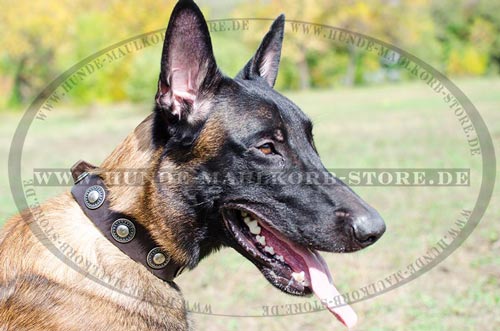Collar with Conchas for Mali | Malinois Collar of Leather - Click Image to Close