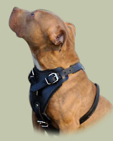 Hetz- Hundegeschirr aus Leder für Amerikanischer Pitbull - zum Schließen ins Bild klicken