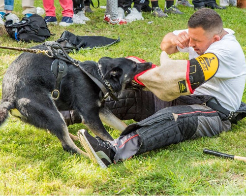 Hetzarm für Sporthund, Junghund und Welpen - zum Schließen ins Bild klicken